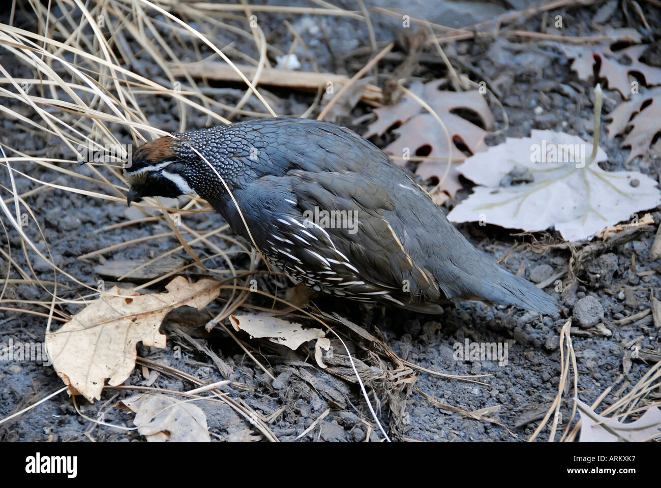 Valley Quail game bird Stock Photo Alamy