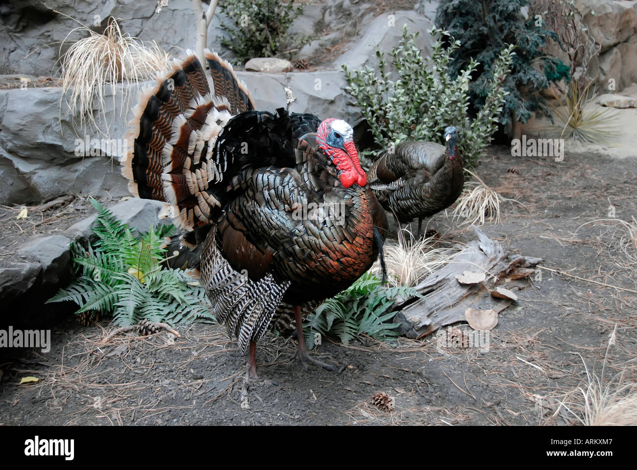 Turkey feeder bird hires stock photography and images Alamy