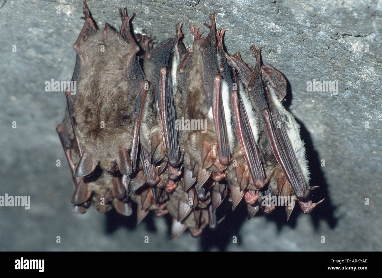 greater mouseeared bat (Myotis myotis Stock Photo Alamy