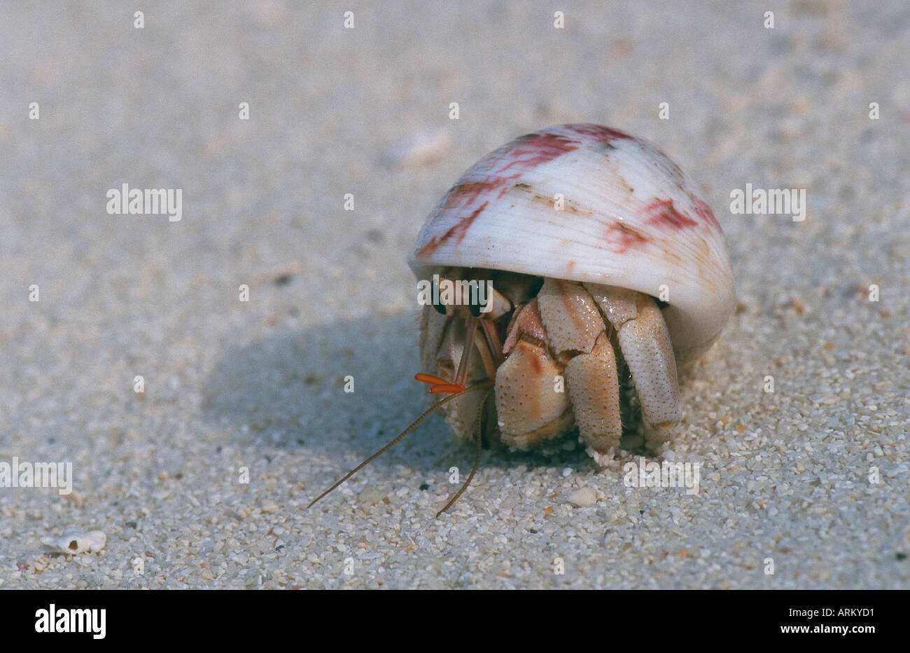 land hermit crabs (Coenobita spec.), Maldives Stock Photo Alamy