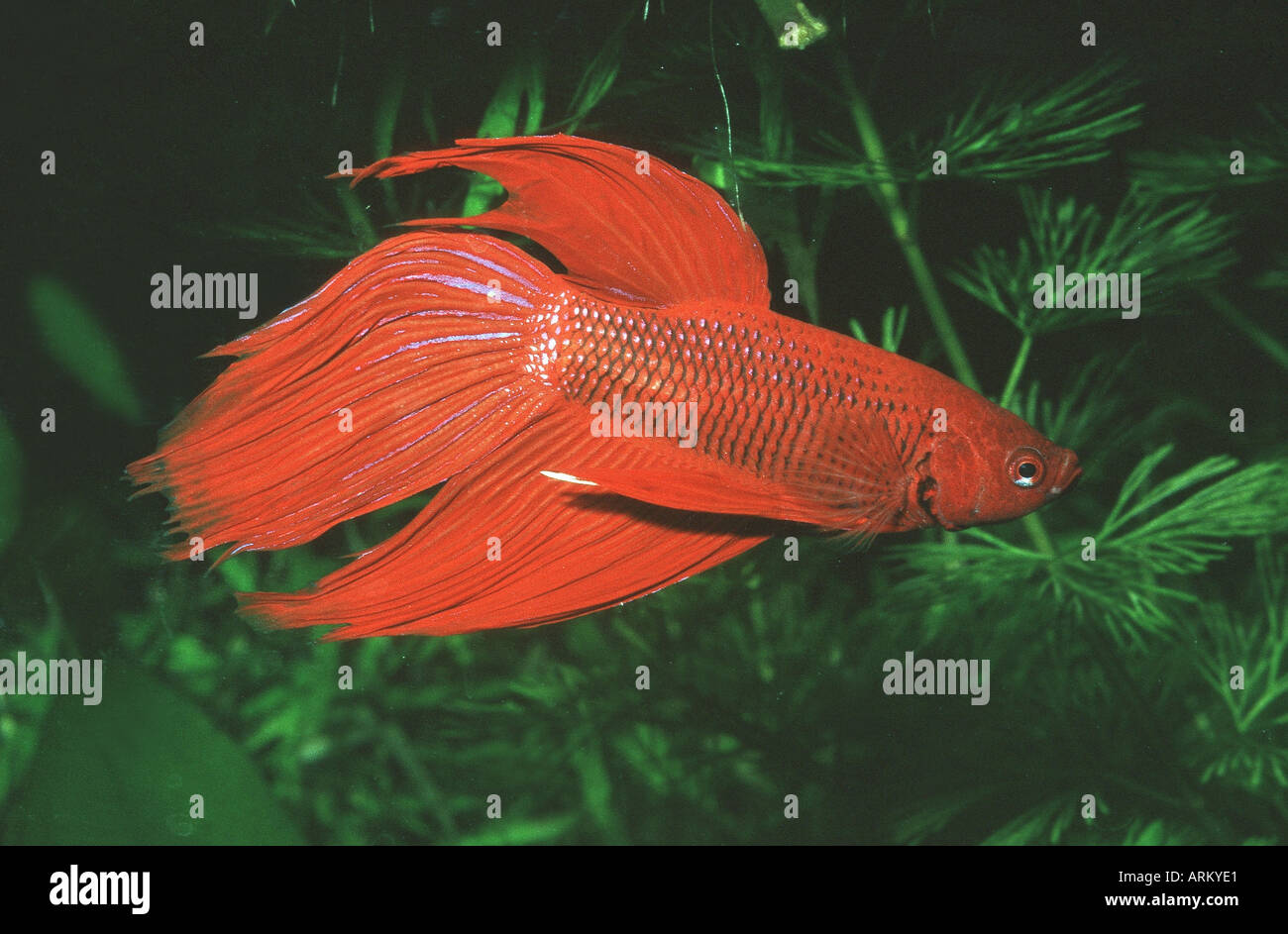 Siamese fighting fish (Betta splendens Stock Photo Alamy