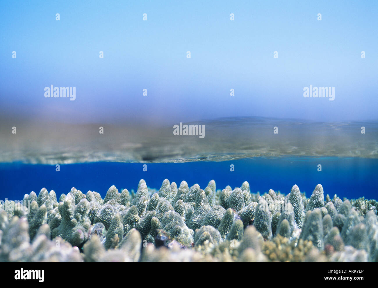 Coral reefs underwater, New Caledonia Stock Photo