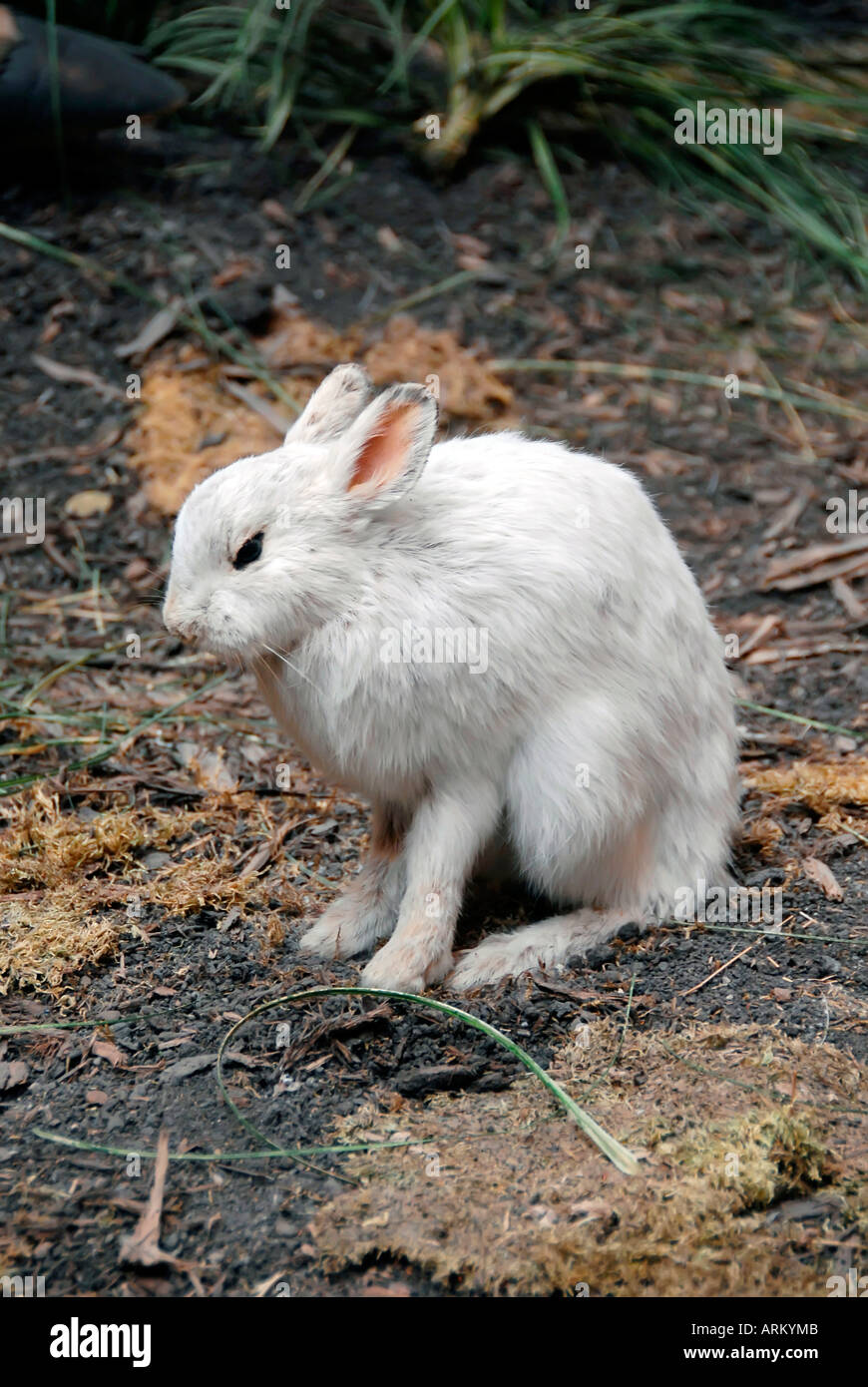 Snowshoe Hare Rabbit Alaska Stock Photo - Alamy