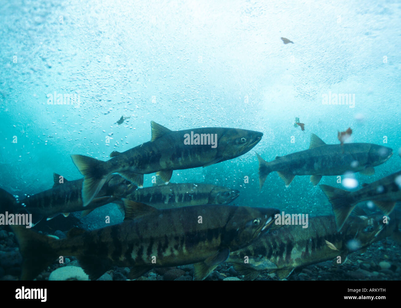 Salmon(Oncorhynchus Keta), Hokkaido, Japan Stock Photo Alamy