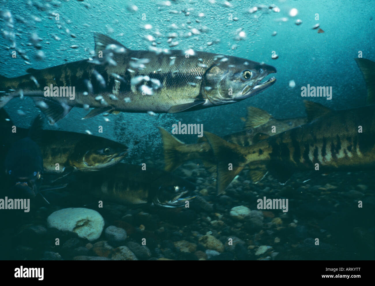 Salmon(Oncorhynchus Keta), Hokkaido, Japan Stock Photo Alamy