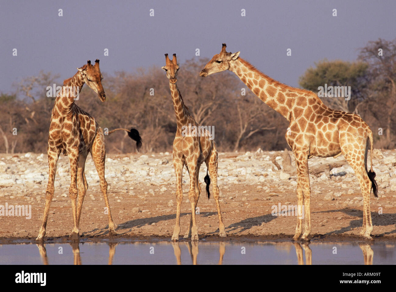 Giraffe giraffa waterhole hi-res stock photography and images - Alamy