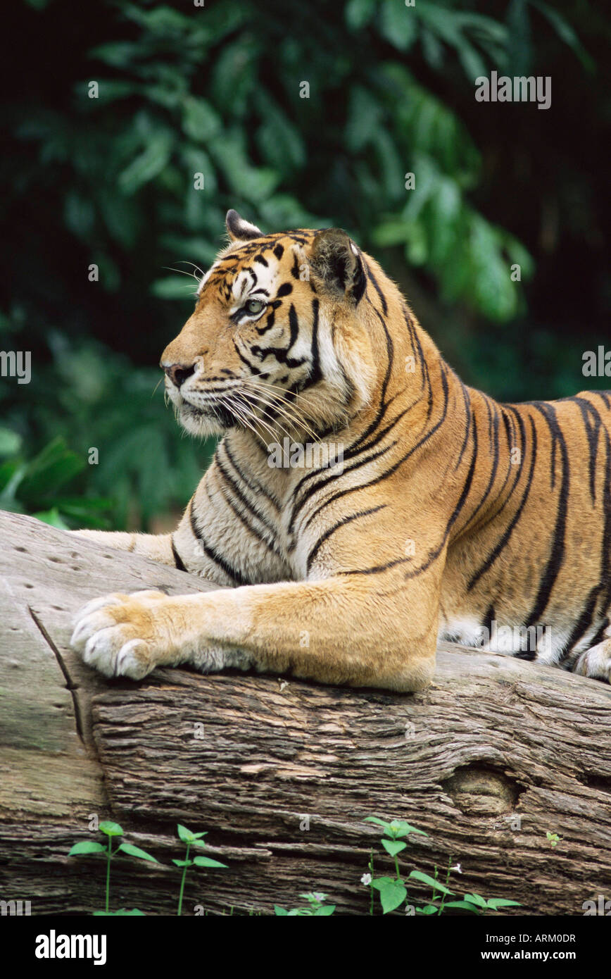 Sumatran tiger, Panthera tigris sumatrae, grows up to 120 kg, in captivity at Singapore zoo, Singapore, Southeast Asia, Asia Stock Photo