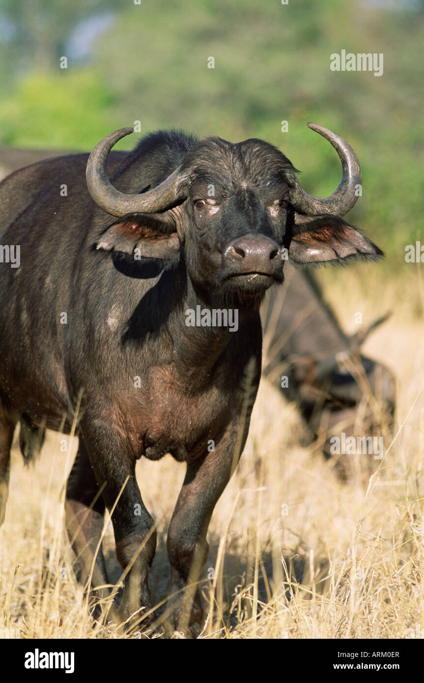 Buffalo, Syncerus caffer, Kruger National park, South Africa, Africa ...