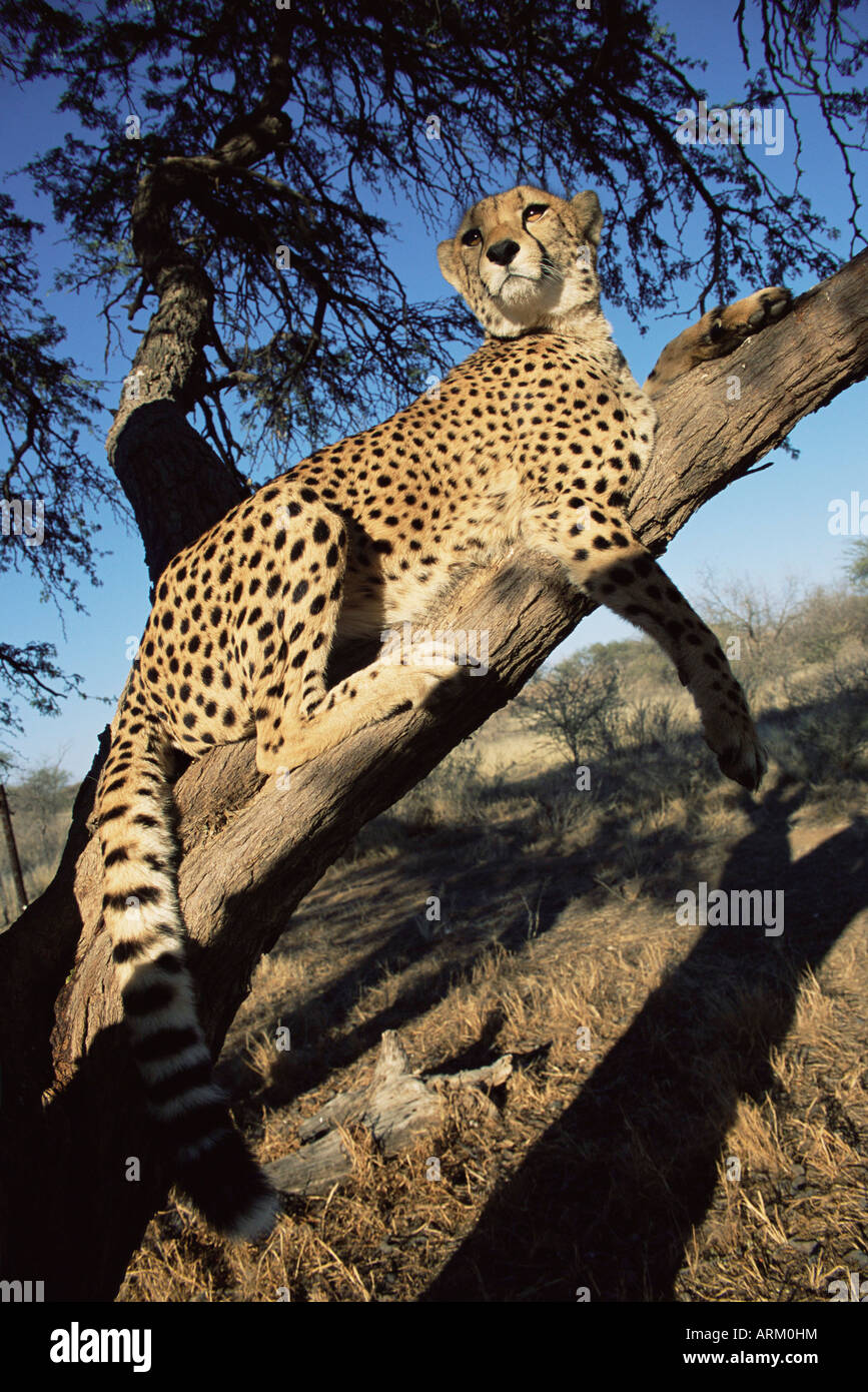 Cheetah, Acinonyx jubatus, in captivity, Namibia, Africa Stock Photo