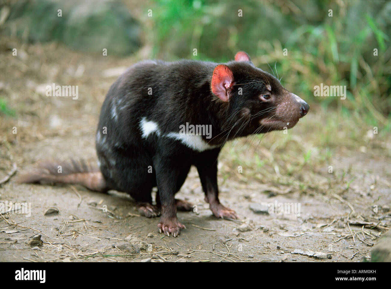 Tasmanian devil, Sarcophilus harrisii, in captivity, Australia, Pacific