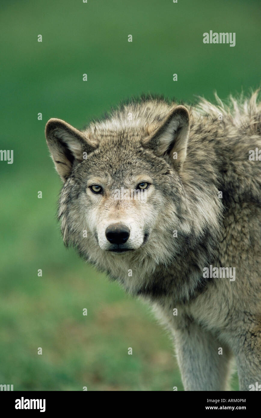 Grey wolf, Canis lupus, in captivity, United Kingdom, Europe Stock ...