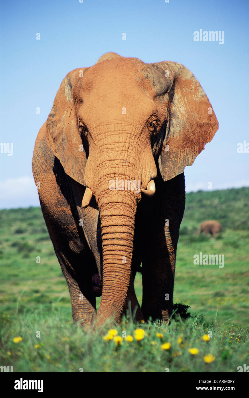 African elephant, Loxodonta africana, covered in mud, Addo, South Africa, Africa Stock Photo