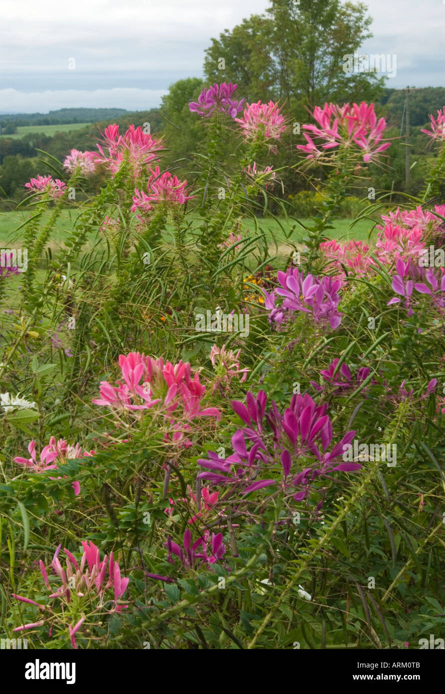 Spider Flowers (Cleome hassleriana) in Chenango County, New York Stock Photo