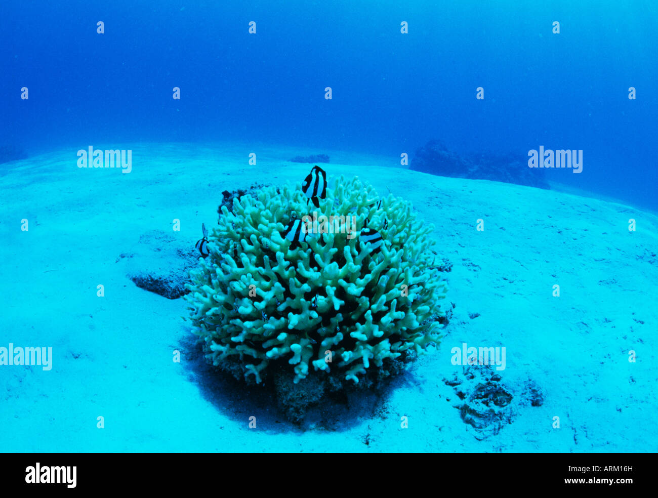 Coral reef scene, Okinawa, Japan Stock Photo Alamy