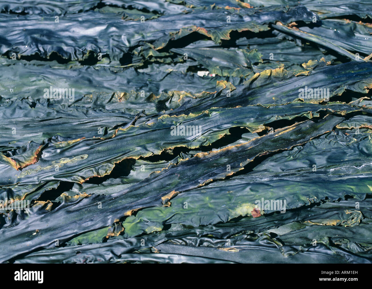 Dried seaweed, Hokkaido, Japan Stock Photo Alamy