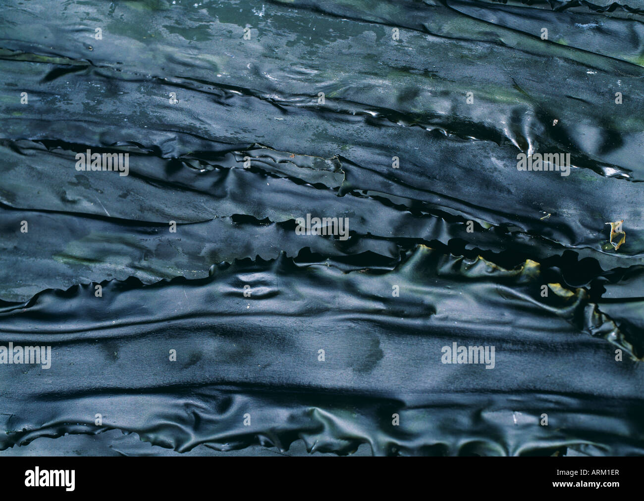 Dried seaweed, Hokkaido, Japan Stock Photo Alamy