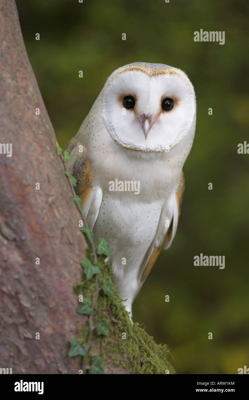Female barn owl, Tyto alba, World Owl Trust, Muncaster Castle, Ravenglass, Cumbria, UK, captive Stock Photo