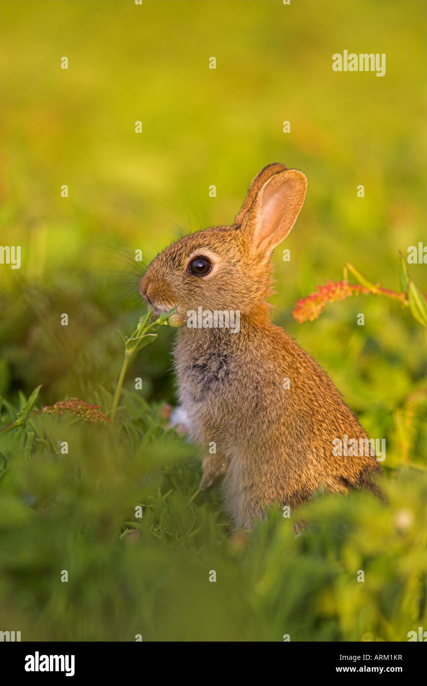 Young rabbit, Oryctolagus cuniculas, Isle of May, Firth of Forth, Scotland Stock Photo