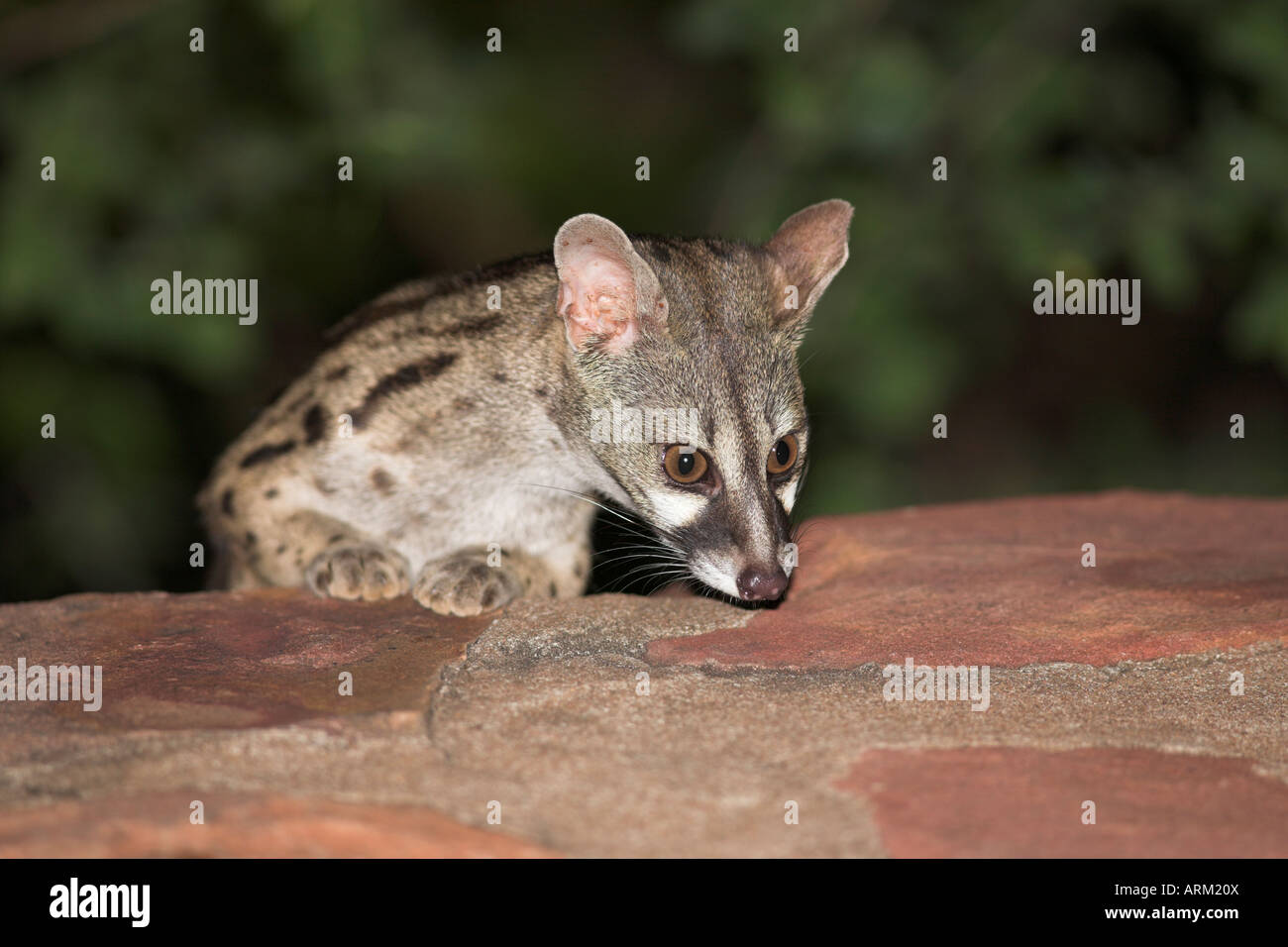 Large-spotted genet (Genetta tigrina), at night, Kruger National Park, South Africa, Africa Stock Photo
