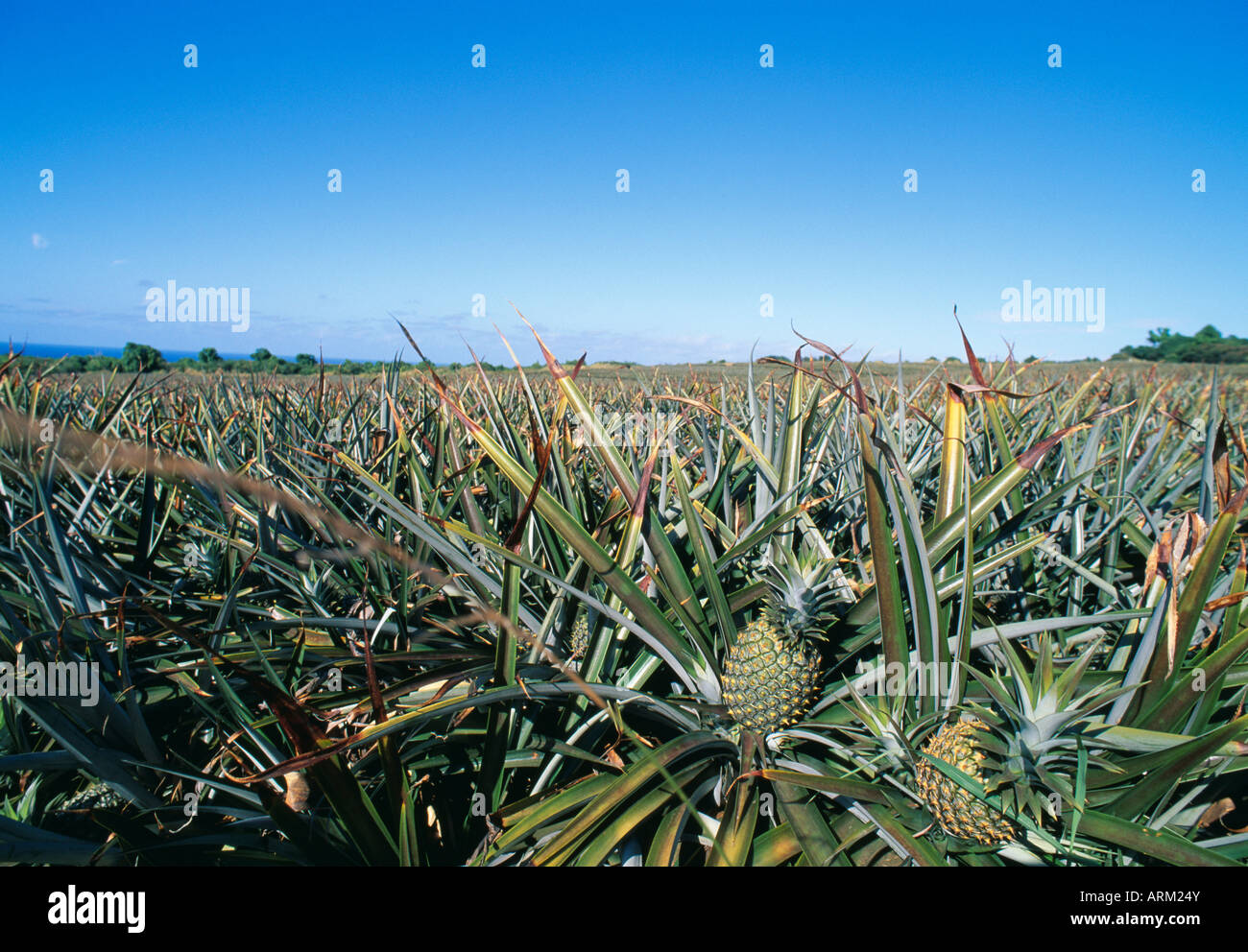 Pinapple plantation, Hawaii Stock Photo Alamy