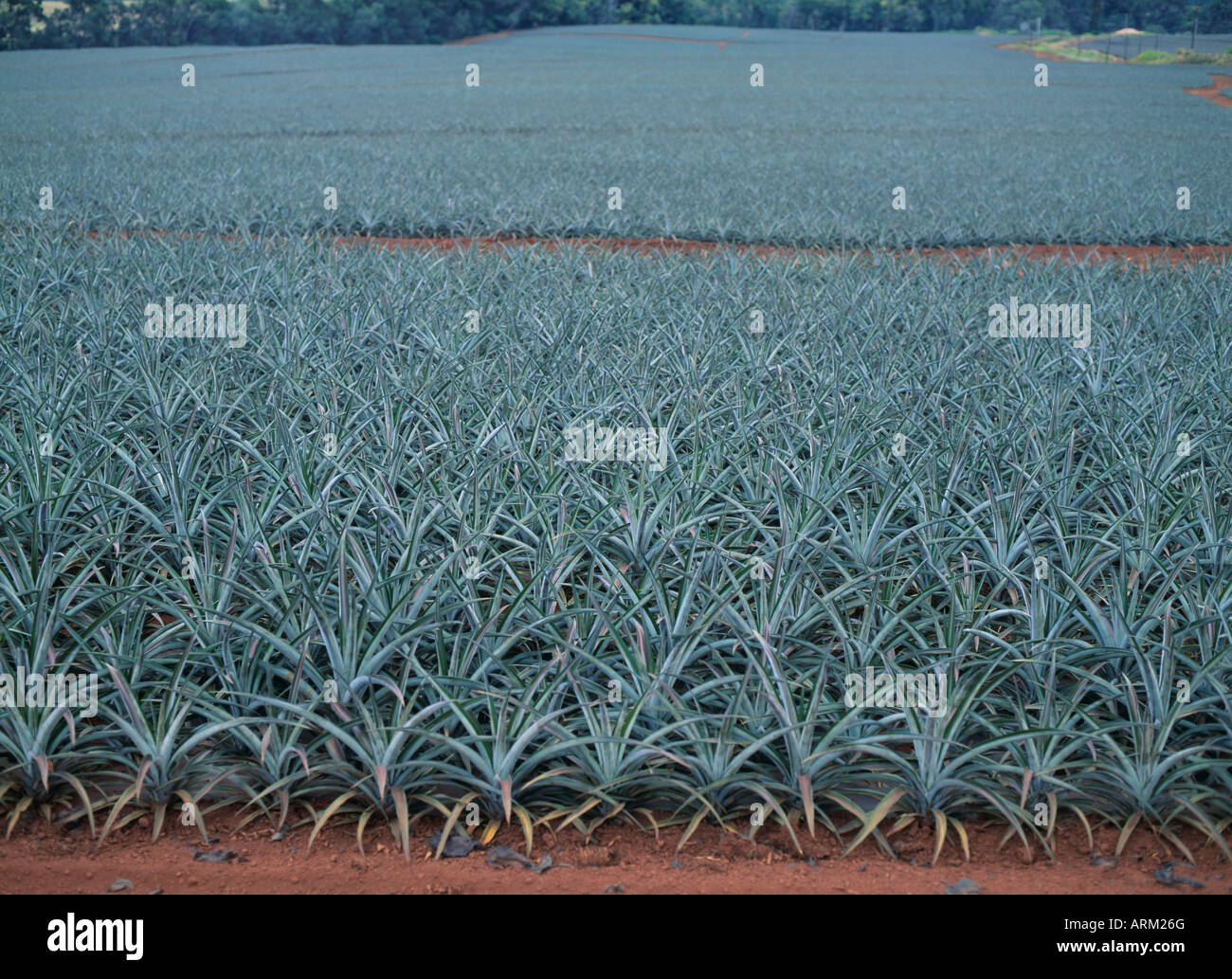 Pinapple plantation, Hawaii Stock Photo Alamy