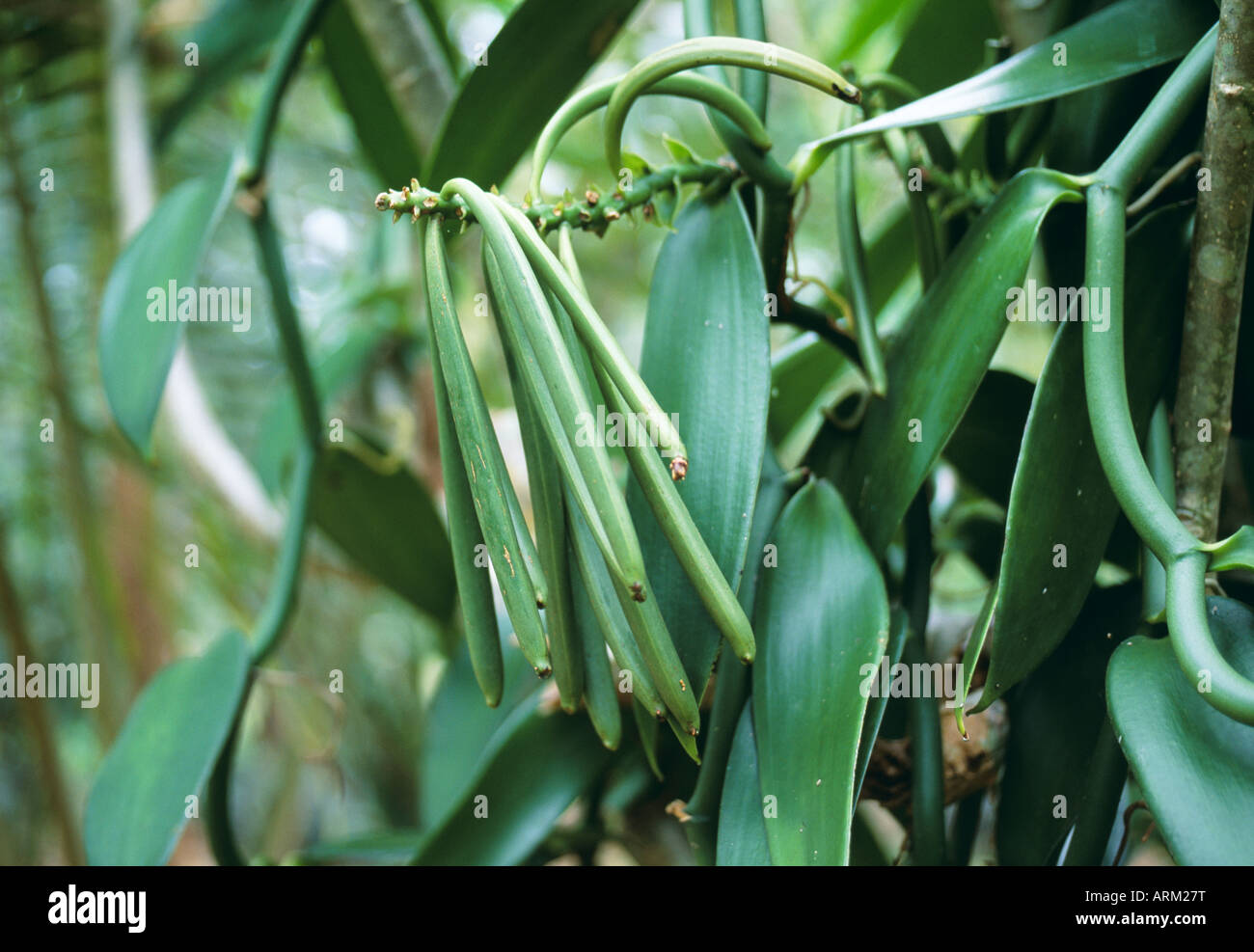 Vanilla plantations hires stock photography and images Alamy