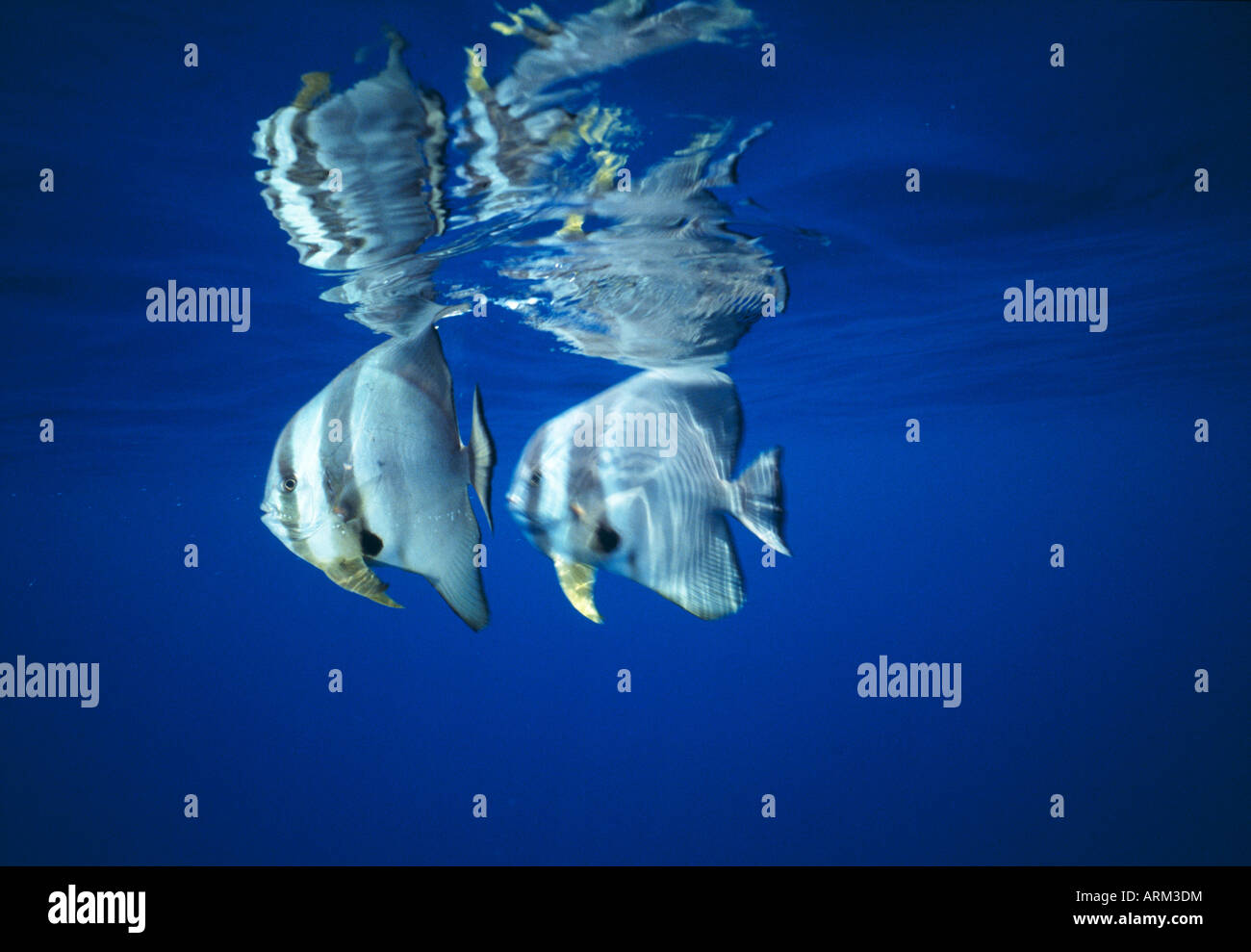 Tropical fish underwater okinawa japan hi-res stock photography and ...