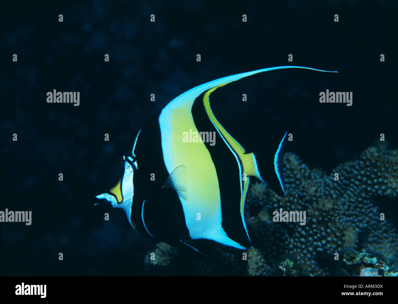 Zanclus comutus hi-res stock photography and images - Alamy