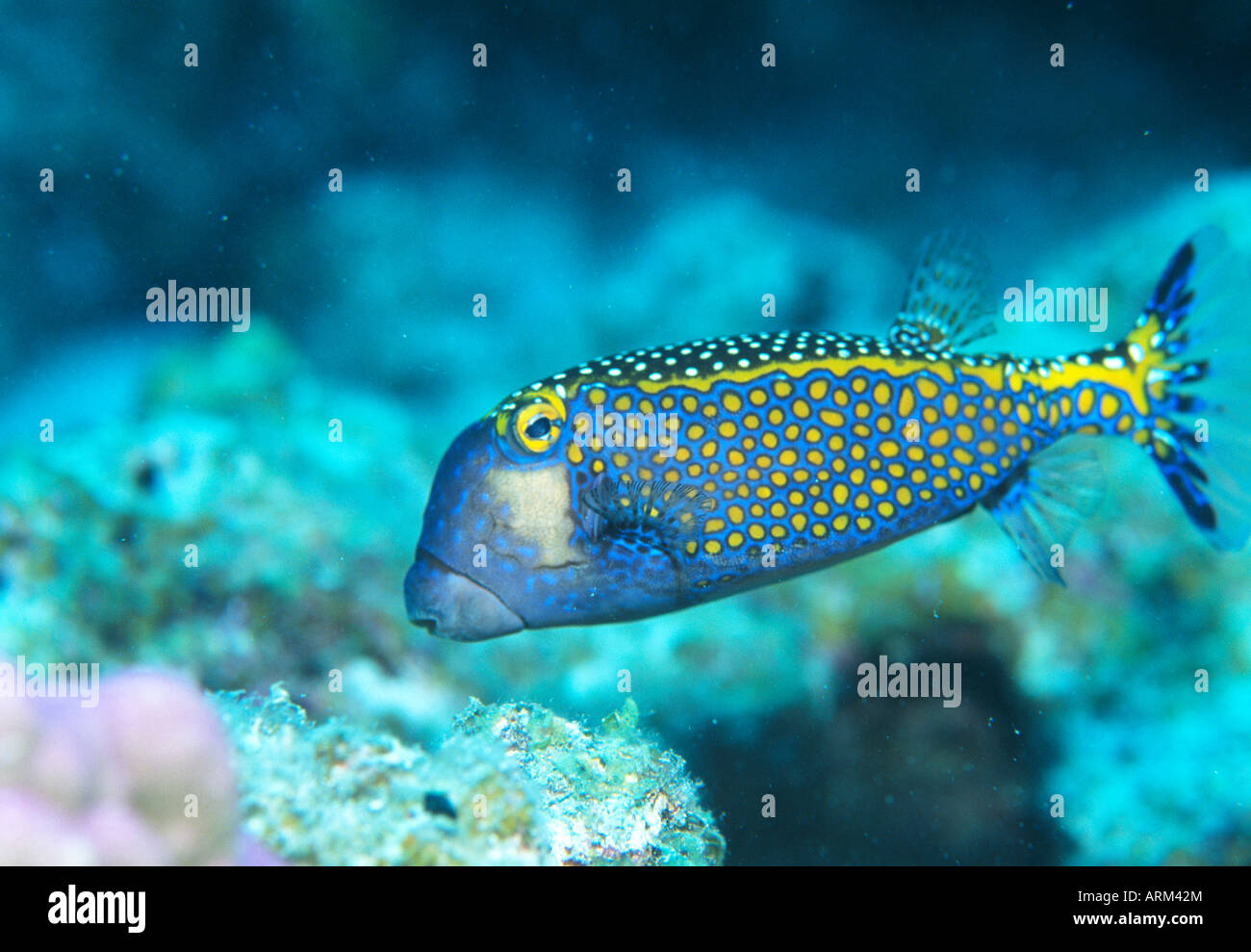 Yellow boxfish (Boxfish, Ostracion cubicus), Okinawa, Japan Stock Photo