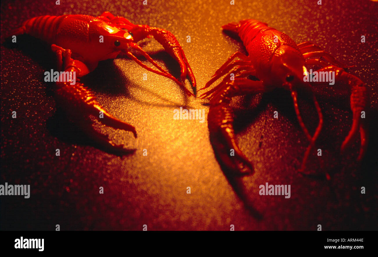 Two plastic crayfish creatures - the common yabby, Cherax destructor ...