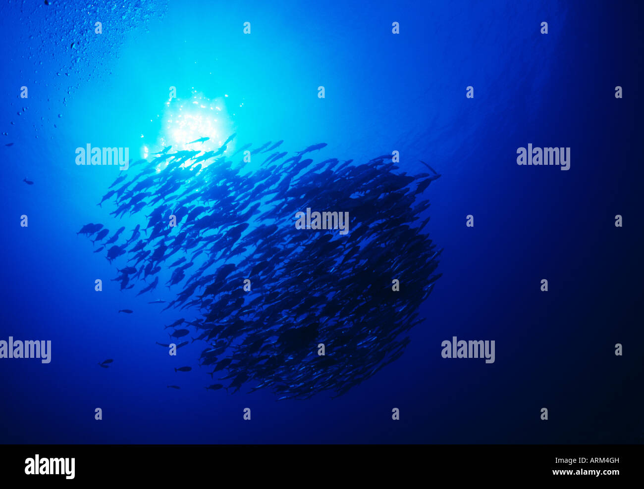 Layang Layang Stock Photos Layang Layang Stock Images Alamy