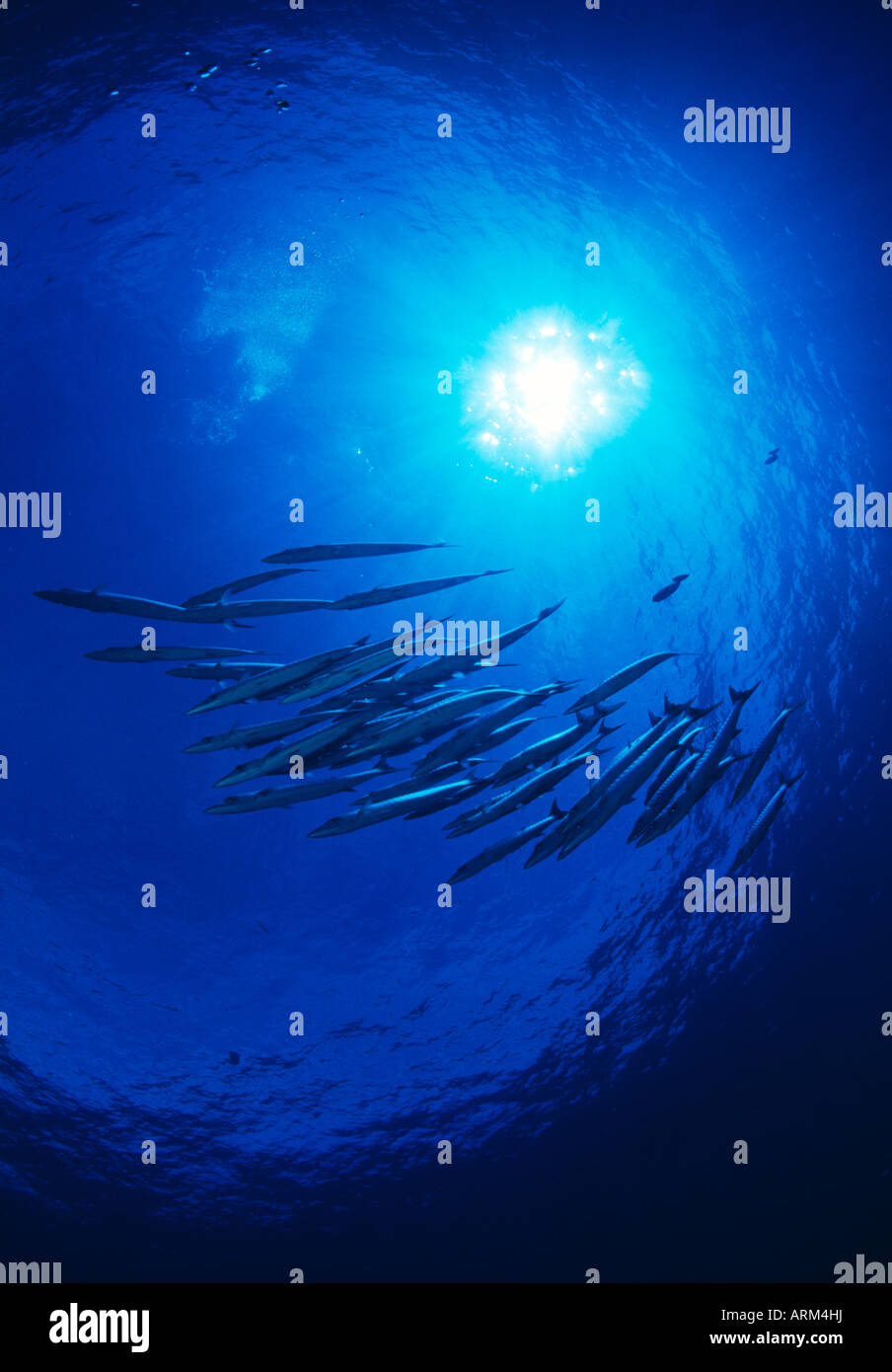Layang Layang Stock Photos Layang Layang Stock Images Alamy