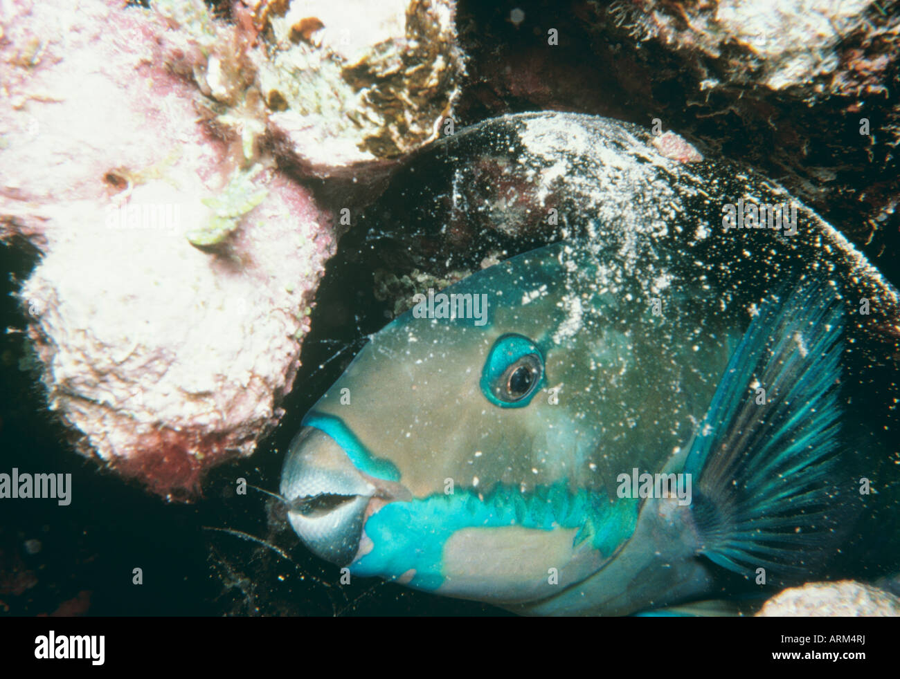 Parrotfish (Scarus ovifrons), Great Barrier Reef, Australia Stock Photo