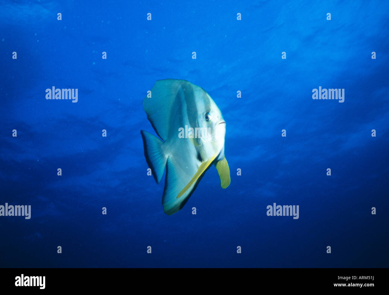 Narrowbanded batfish (Platax oribicuralis), Okinawa, Japan Stock Photo ...