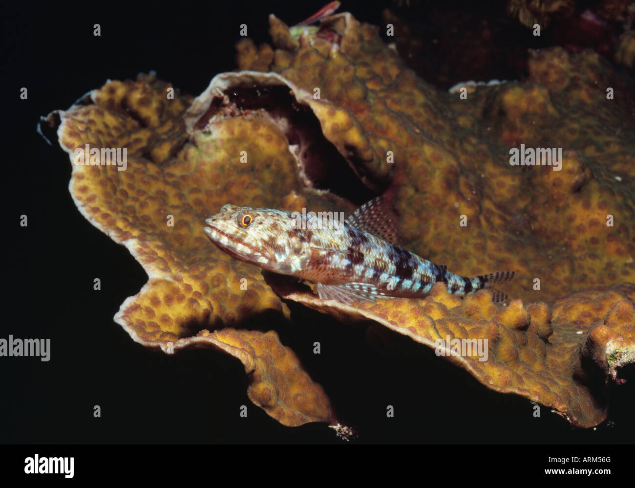 Lizardfish (Synodotidae), East Malaysia Stock Photo - Alamy