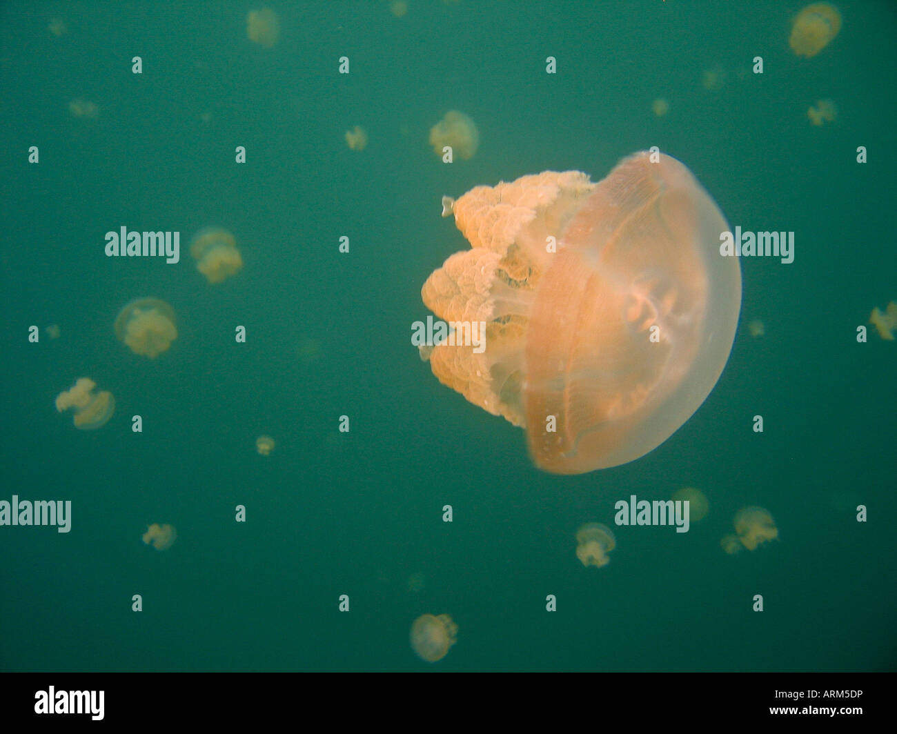 Jellyfish in Jellyfish Lake Palau Stock Photo