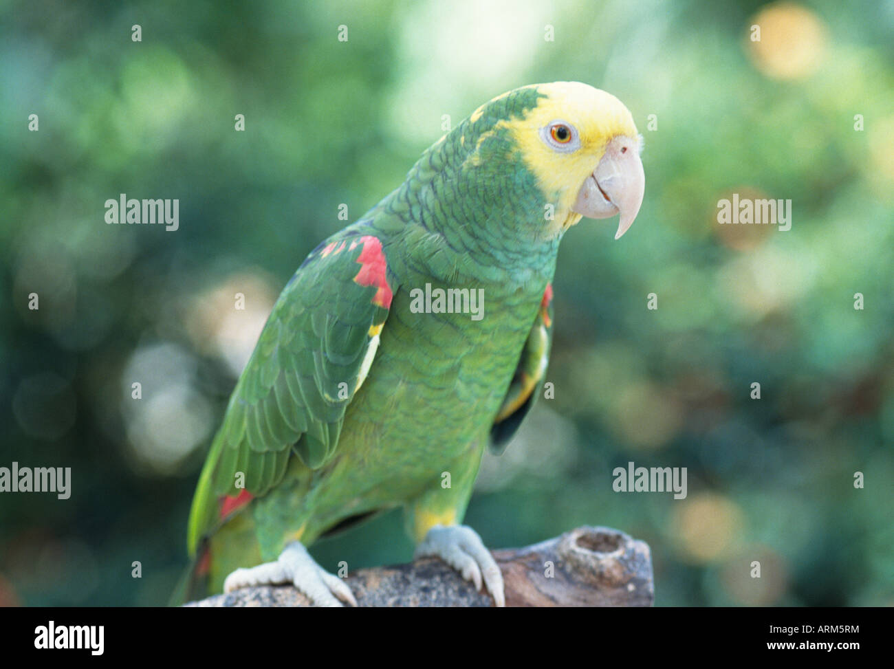 Pet birds singapore hires stock photography and images Alamy
