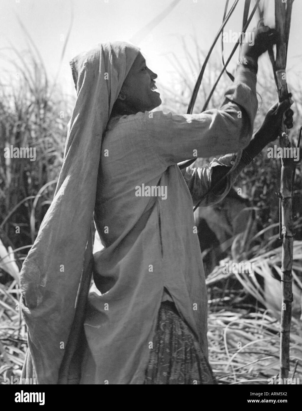 VRB101243 Indian working woman harvesting sugarcane crop Saharanpur Uttar Pradesh India 1940s Stock Photo