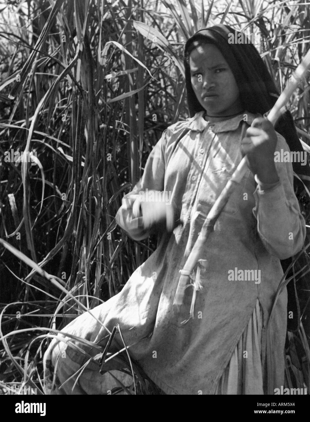 VRB101244 Indian working woman harvesting sugarcane crop Saharanpur Uttar Pradesh India 1940 s Stock Photo