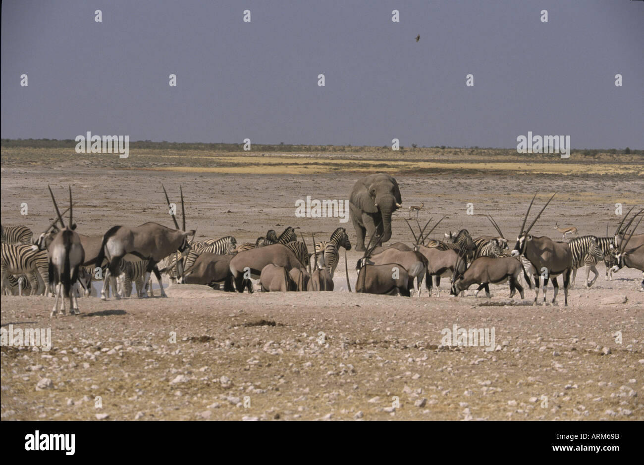 Live Oak, Texas visual data 5