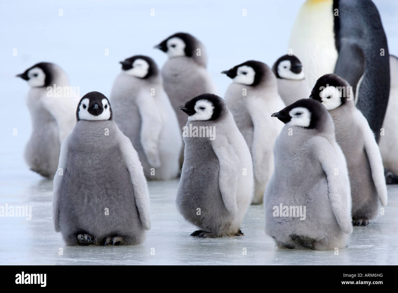 Baby Penguin High Resolution Stock Photography And Images Alamy Baby Penguin High Resolution Stock Photography And Images Alamy