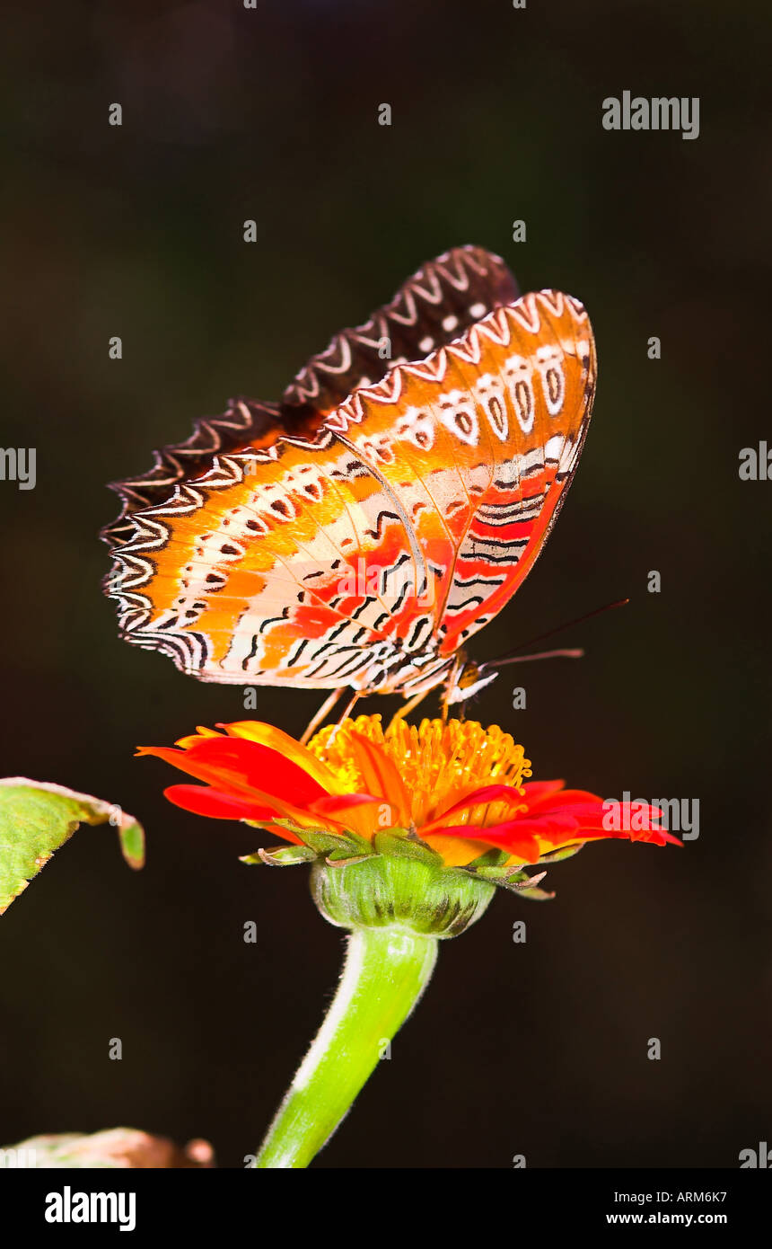 IKA101107 Butterfly Red Lacewing Arunachal Pradesh India Stock Photo