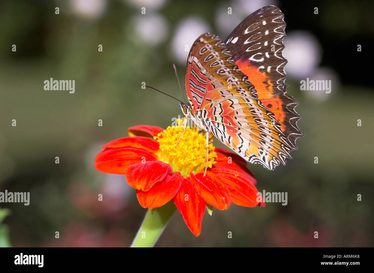 IKA101108 Butterfly Red Lacewing Arunachal Pradesh India Stock Photo