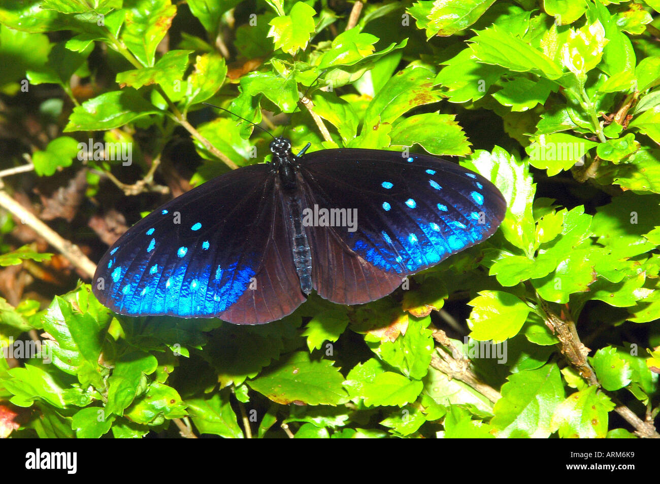 IKA101109 Butterfly Striped blue crow male Arunachal Pradesh India Stock Photo