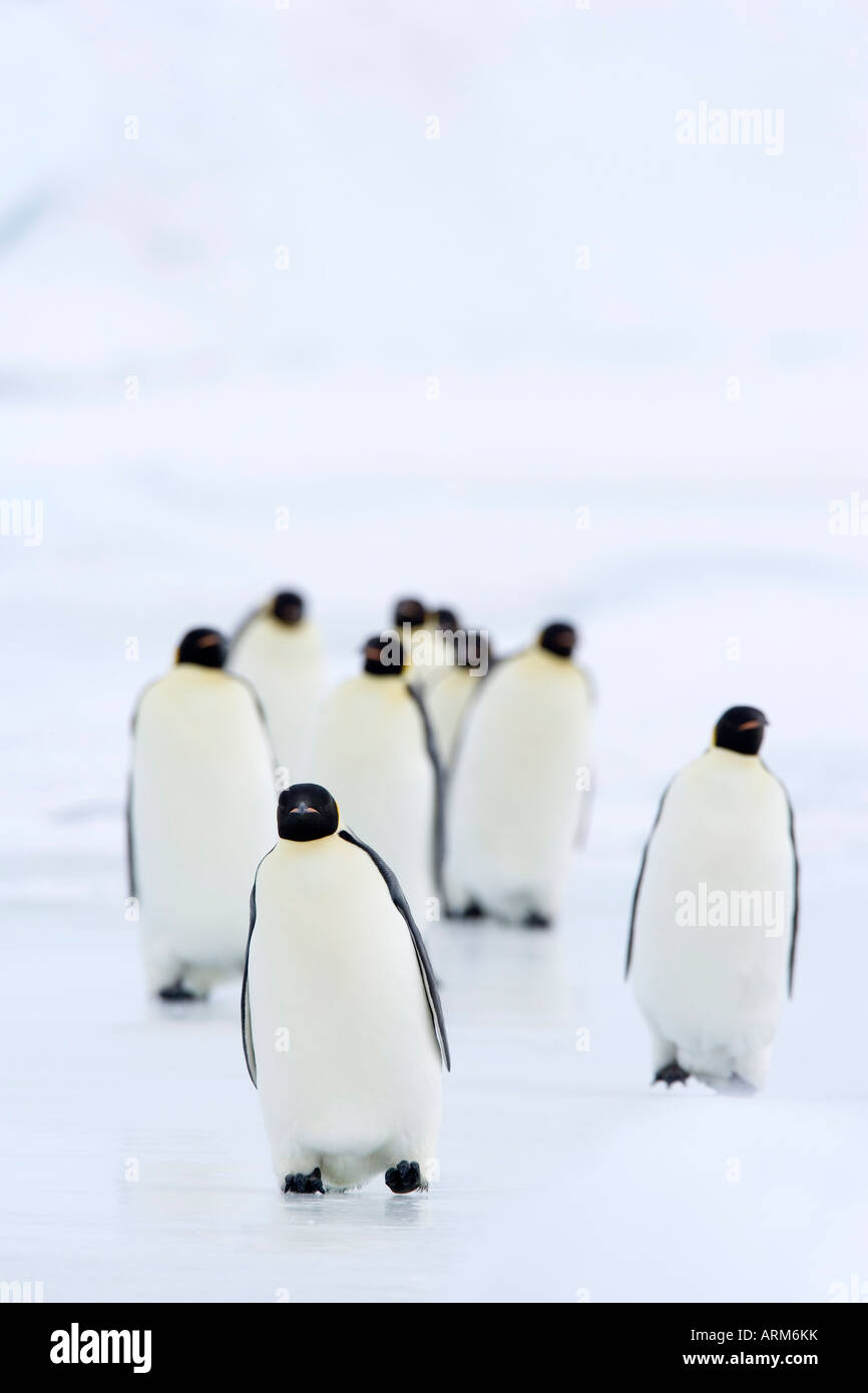 Emperor penguins (Aptenodytes forsteri), Snow Hill Island, Weddell Sea, Antarctica, Polar Regions Stock Photo
