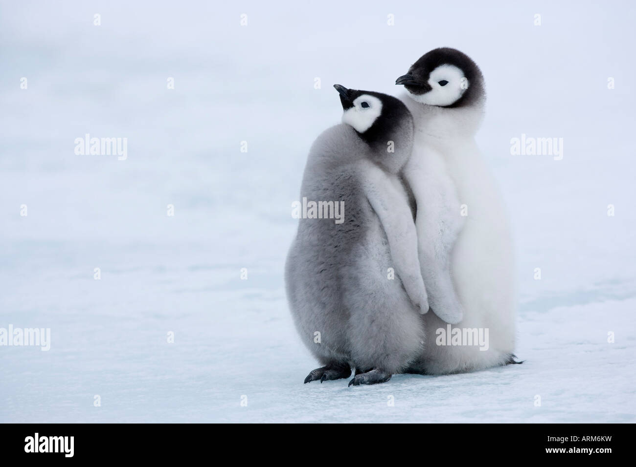 Emperor penguin chicks (Aptenodytes forsteri), Snow Hill Island, Weddell Sea, Antarctica, Polar Regions Stock Photo