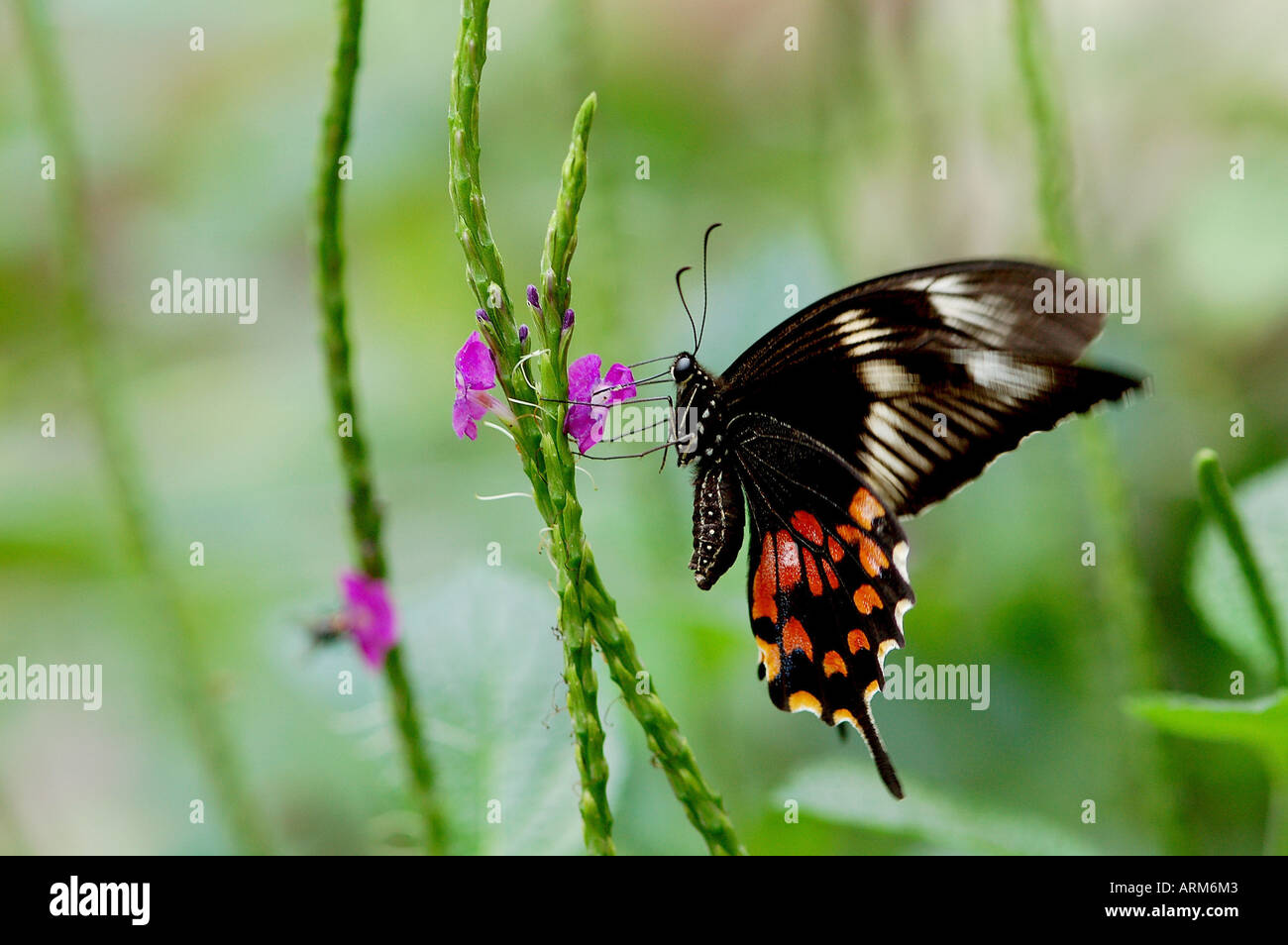 IKA101117 Butterfly in Bombay now Mumbai India Stock Photo