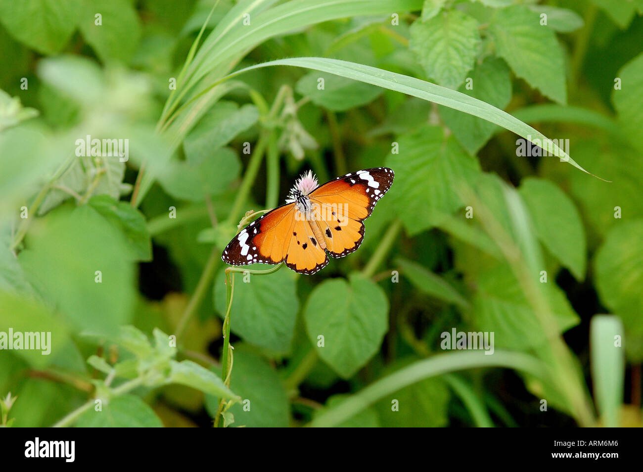 IKA101119 Butterfly Plain Tiger Gujarat India Stock Photo