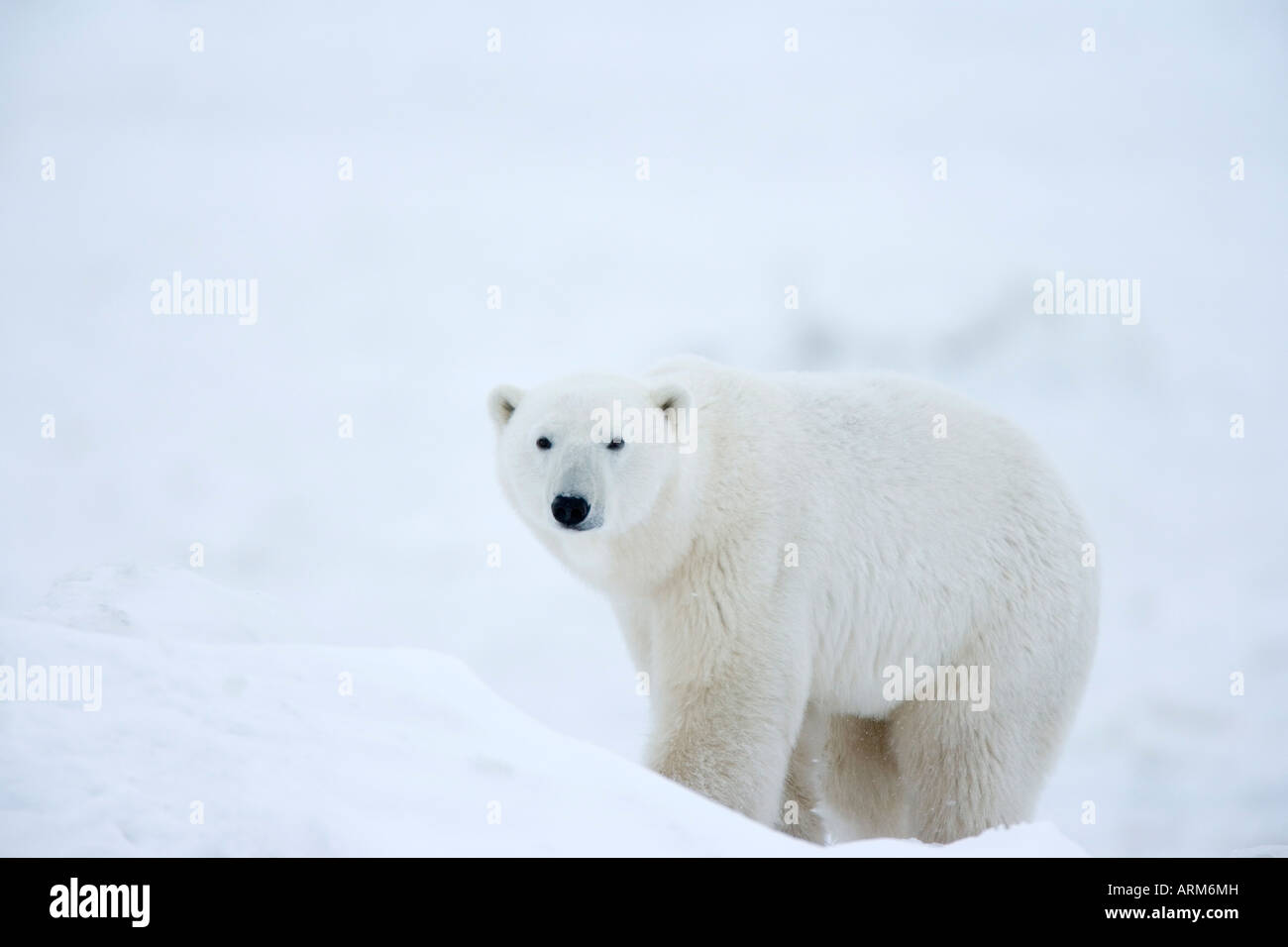 Polar bear (Ursus maritimus), Hudson Bay, Churchill, Manitoba, Canada, North America Stock Photo