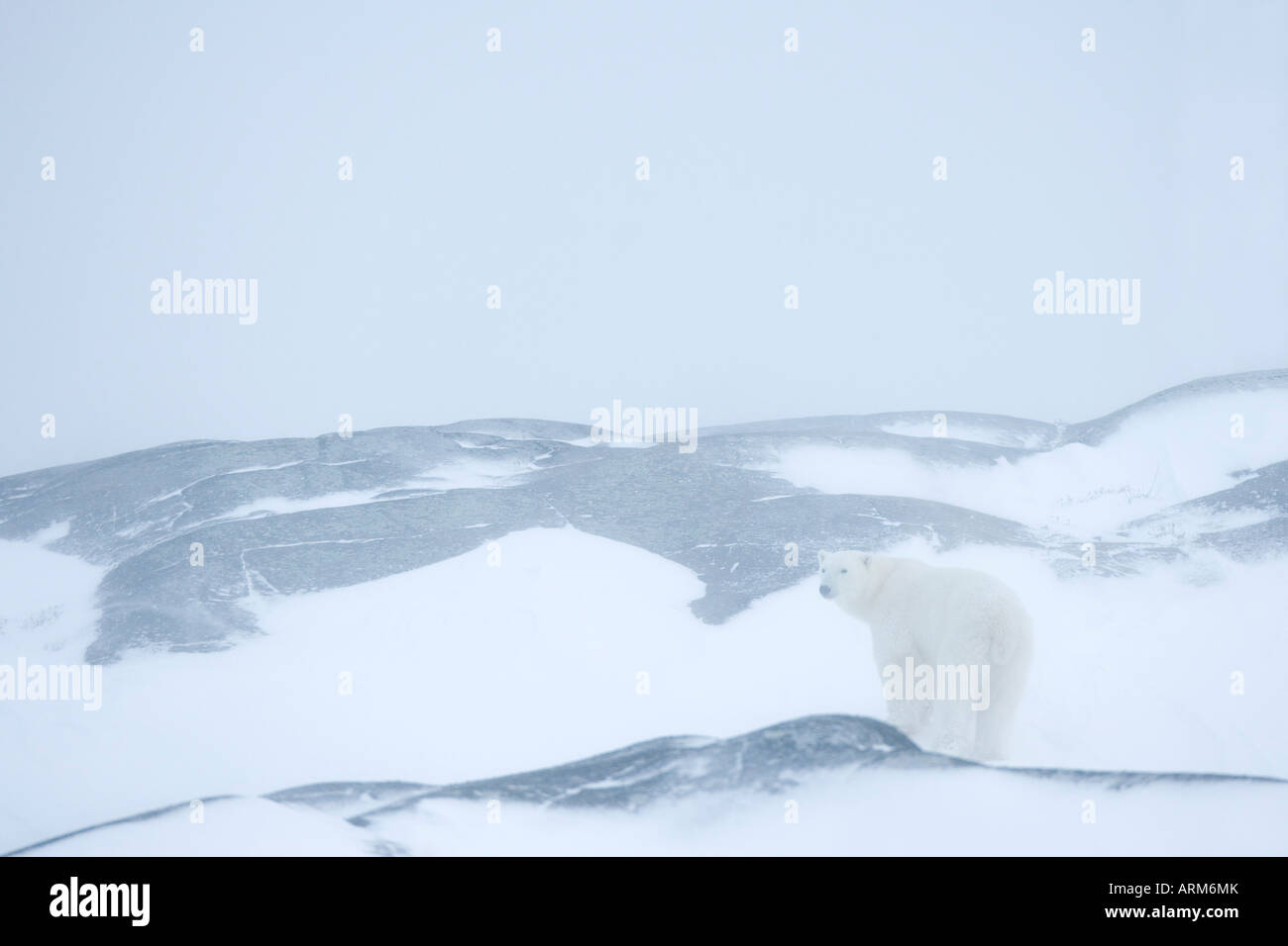 Polar bear (Ursus maritimus), Hudson Bay, Churchill, Manitoba, Canada, North America Stock Photo